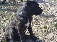 black cane corso  puppies 